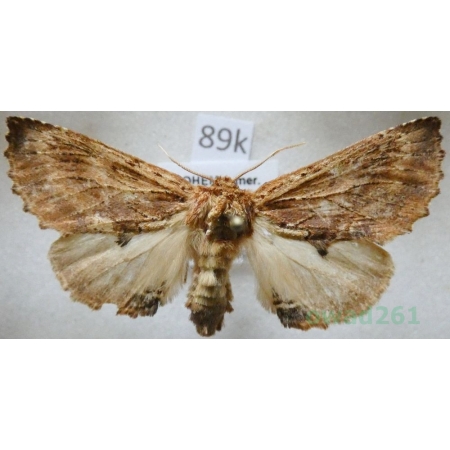 Ptilodon capucina (Linnaeus, 1758) male Wiechetka wielbłądka Czech89k